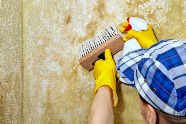 Mold Removal